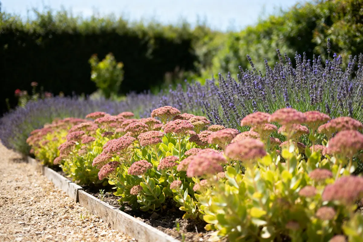 Fleurs vivaces de bordure qui fleurissent longtemps : Nos sélections
