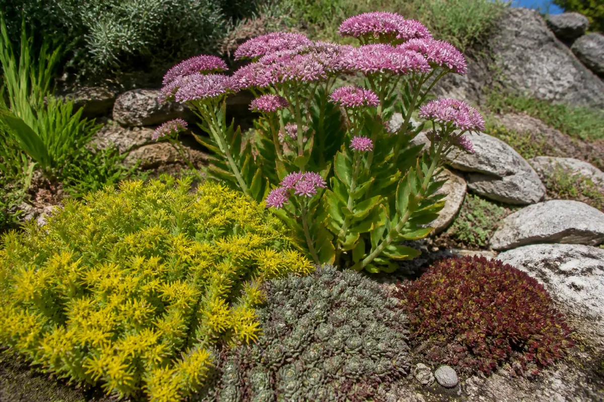 Les différents sedum : Variétés, entretien et plantation