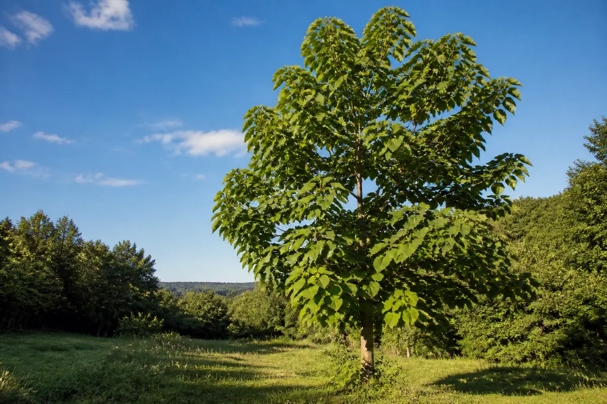 Paulownia croissance : vitesse, conditions et astuces pour réussir