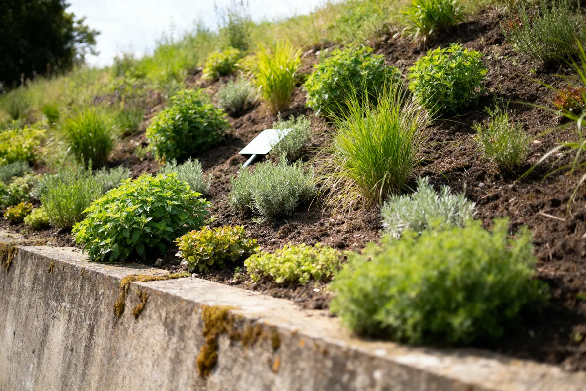 Planter sur un talus : Plantes adaptées pour le stabiliser