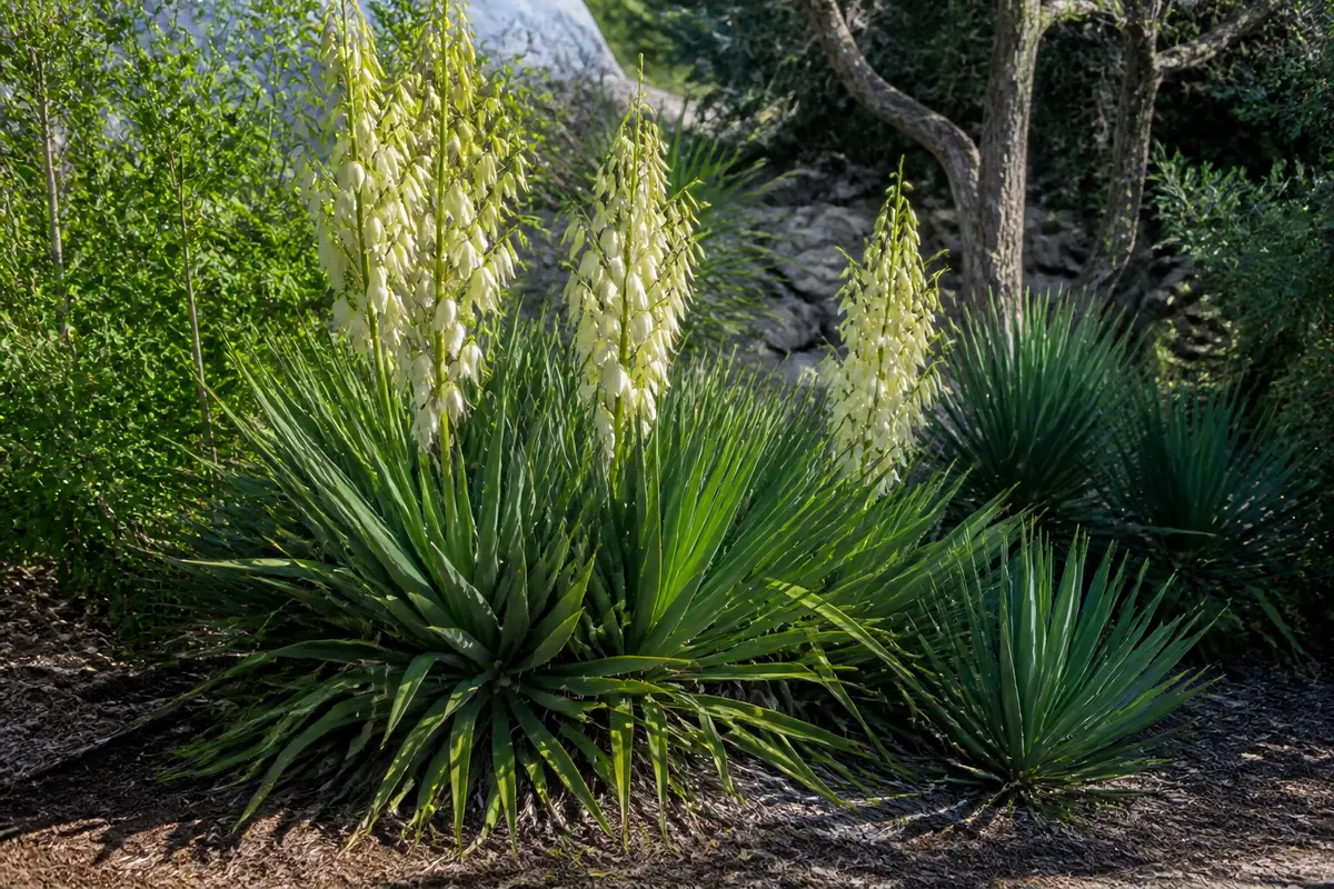 Variétés de yucca extérieur : rustiques, entretien et choix