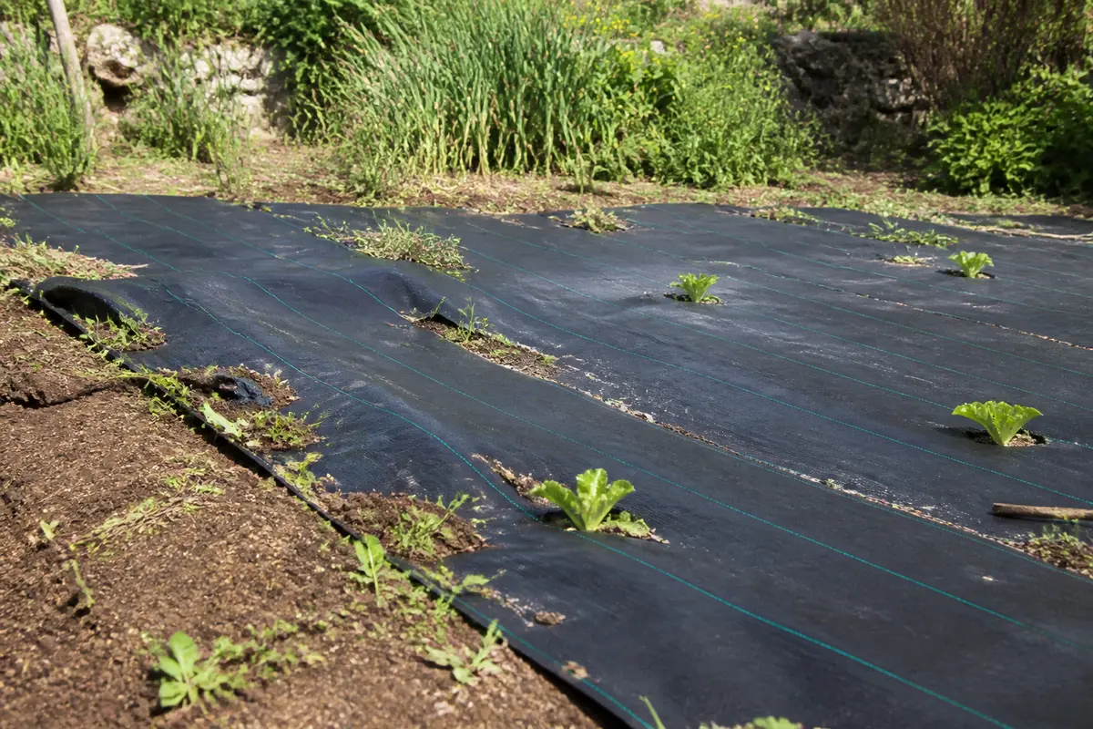 Bâche anti herbe : Quelle toile de paillage choisir et poser ?